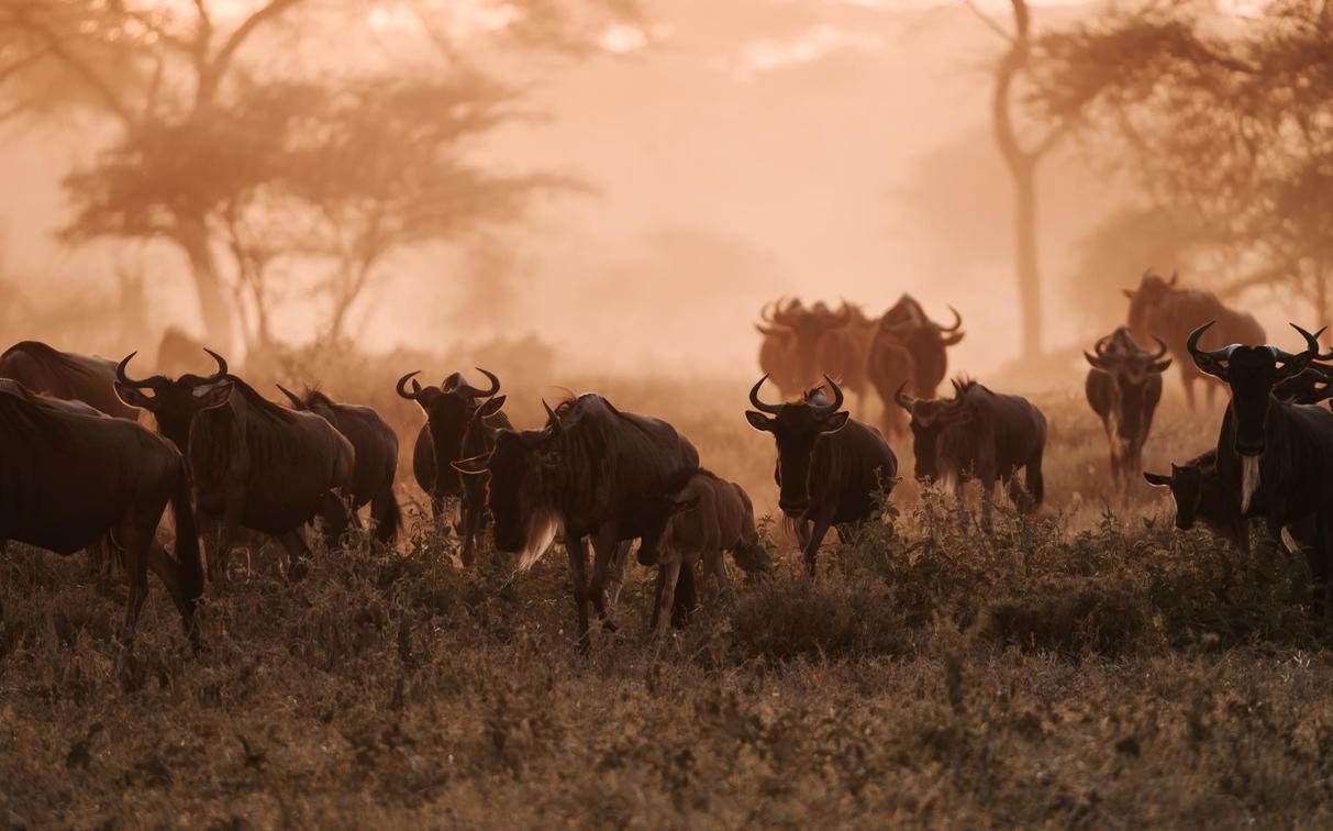 Serengeti, Tanzania