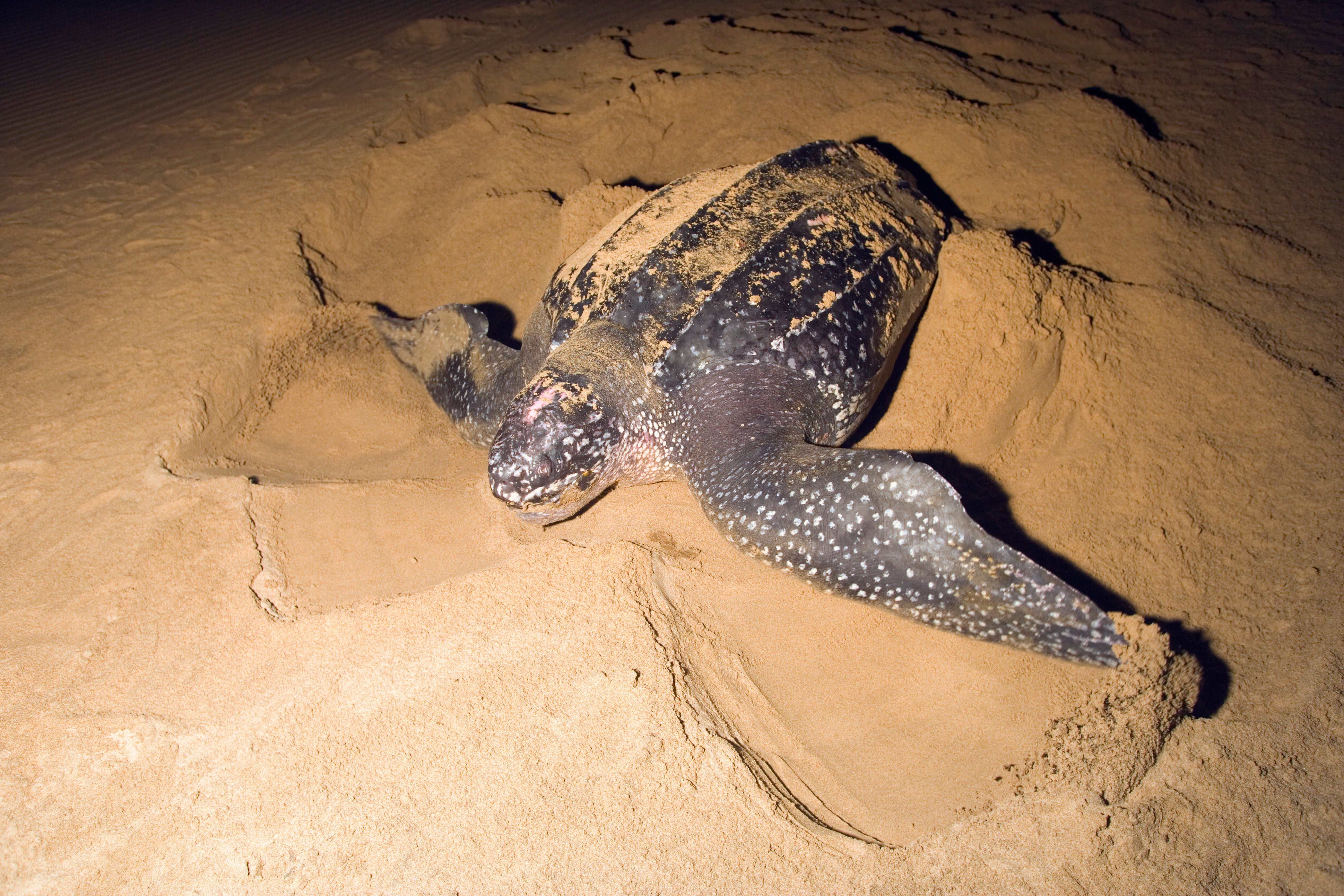 Leatherback turtle nesting on the beach at night in iSimangaliso Wetland Park, South Africa.