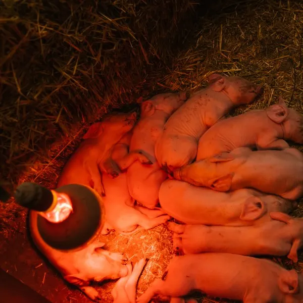 Piglet Infrared Heat Lamps