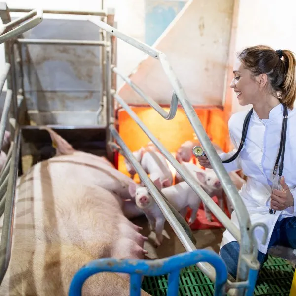 workers in parent swine farm