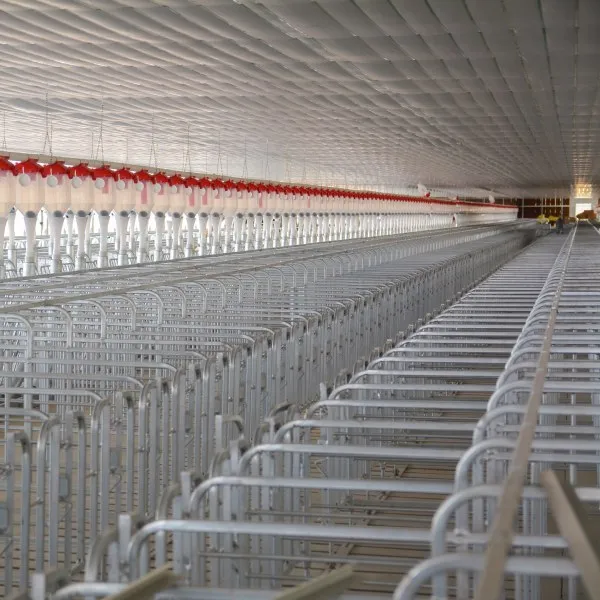 pig farm equipment installation