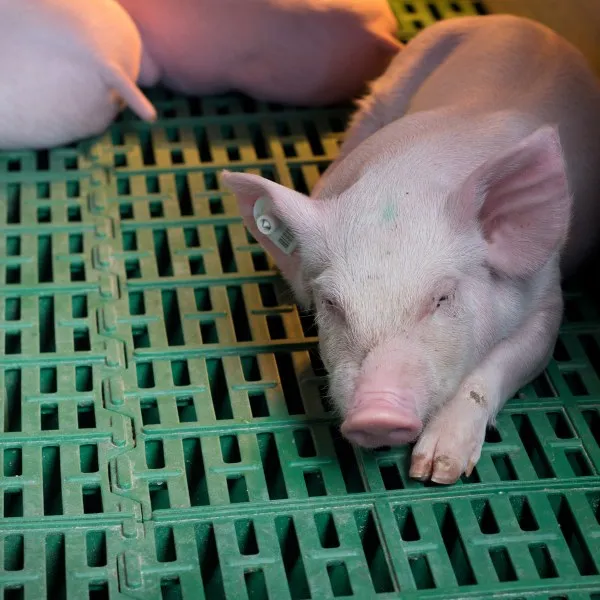 Plastic slat floor for pig farm