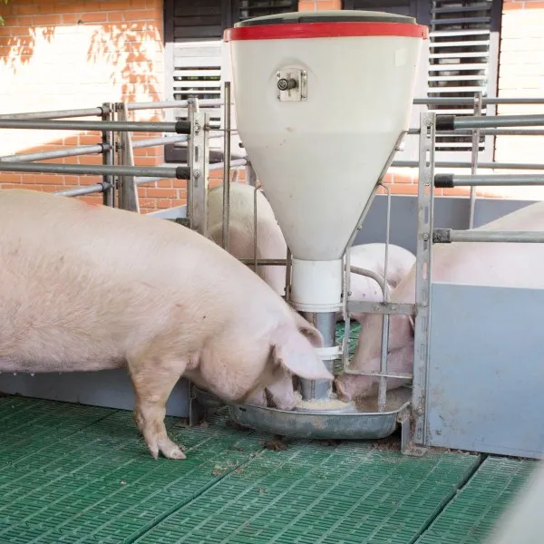 Auto - nurse pig feeder