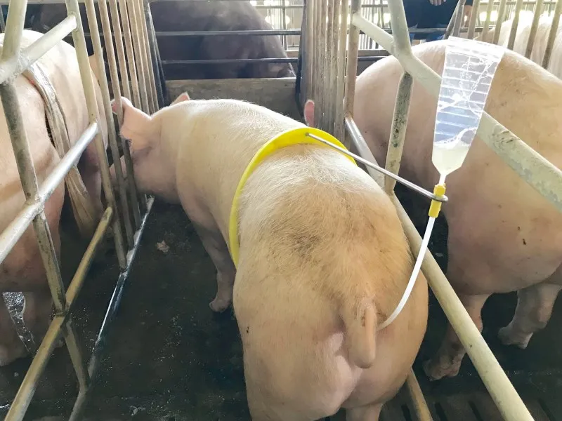 Swine insemination