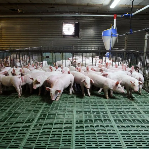 pig feeding system