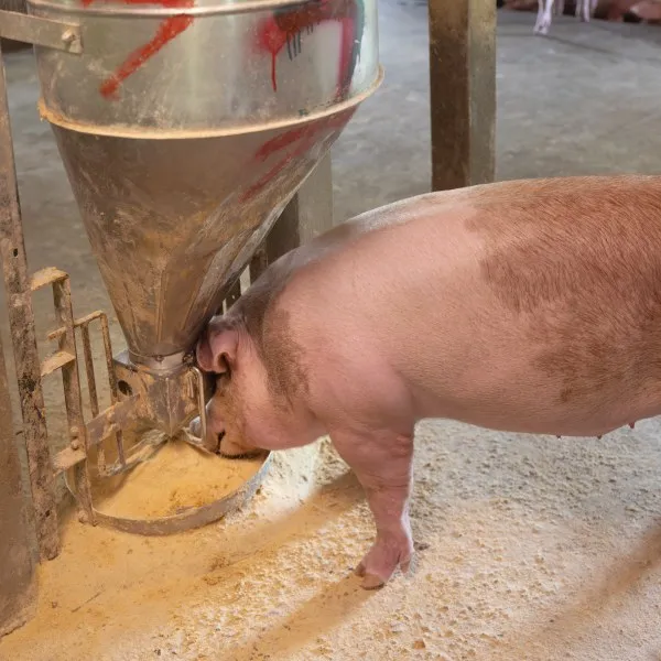 pig feeder