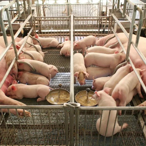 commercial pig farm