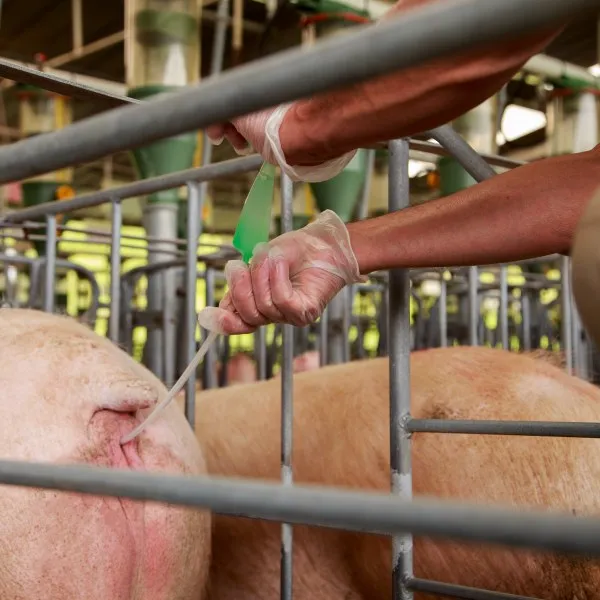 Animal Artificial Insemination