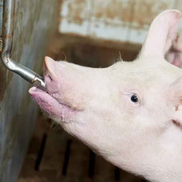 Pig Drinking Equipment