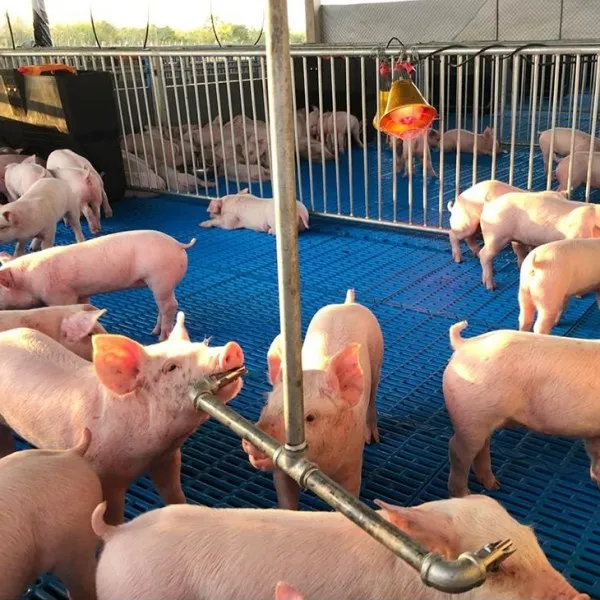 Stainless Steel Pig Water Pipe