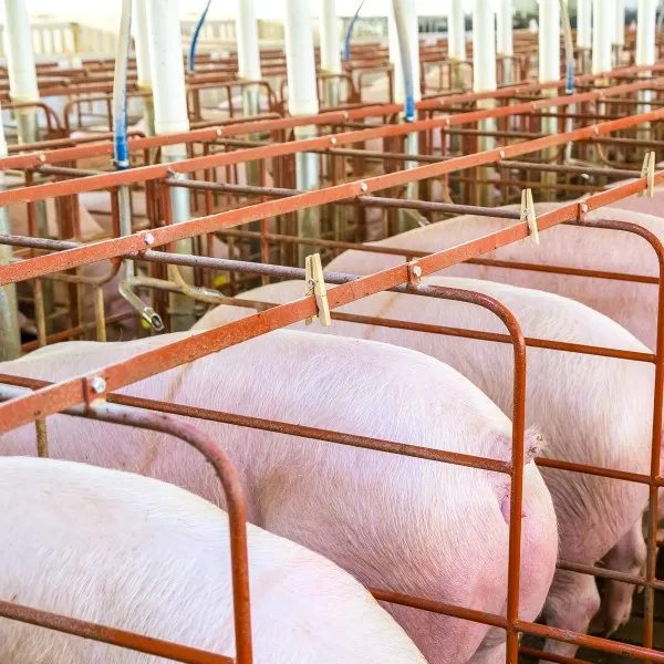 Stainless Steel Wall Bracket