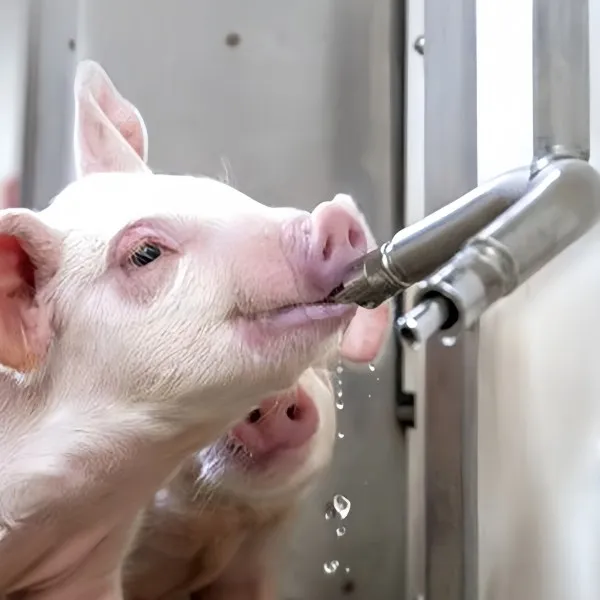 SS304 nipple drinkers