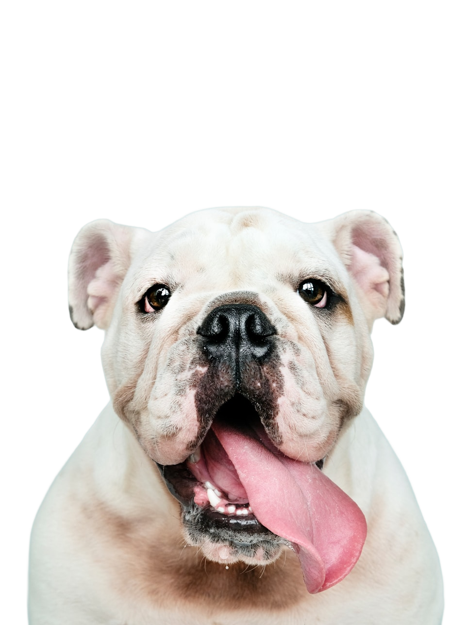 Close-up of white bulldog with tongue hanging out and open mouth.