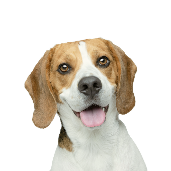 Beagle dog with brown and white fur looking at the camera with tongue out.
