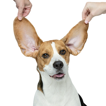 Dog with large ears being held up by two hands on a black background.