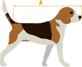 Illustration of a standing beagle dog with a double-headed arrow labeled 'A' measuring the length from its nose to the base of its tail.