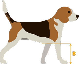 Illustration of a tricolor beagle dog with a measurement arrow labeled B indicating height from paw to shoulder.