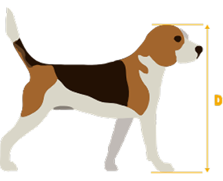 Illustration of a beagle dog standing in profile with height measurement indicated by a vertical arrow labeled 'D'.