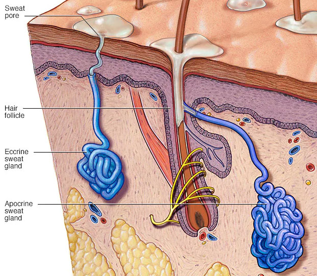 Cross-sectional illustration of skin showing labeled sweat pore, hair follicle, eccrine sweat gland, and apocrine sweat gland.
