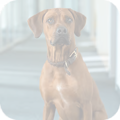 Brown dog with a collar sitting indoors in a bright, modern space.