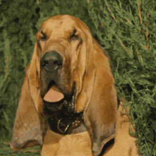 formation Customer Success Manager