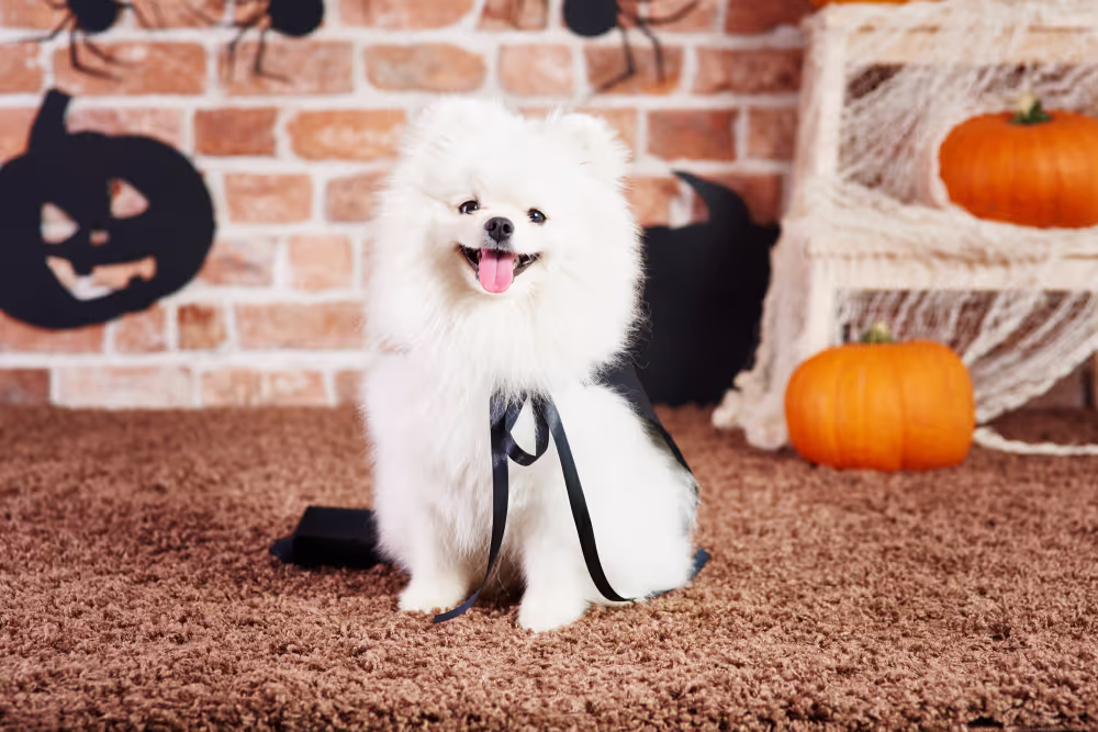 Cute Dog Image
