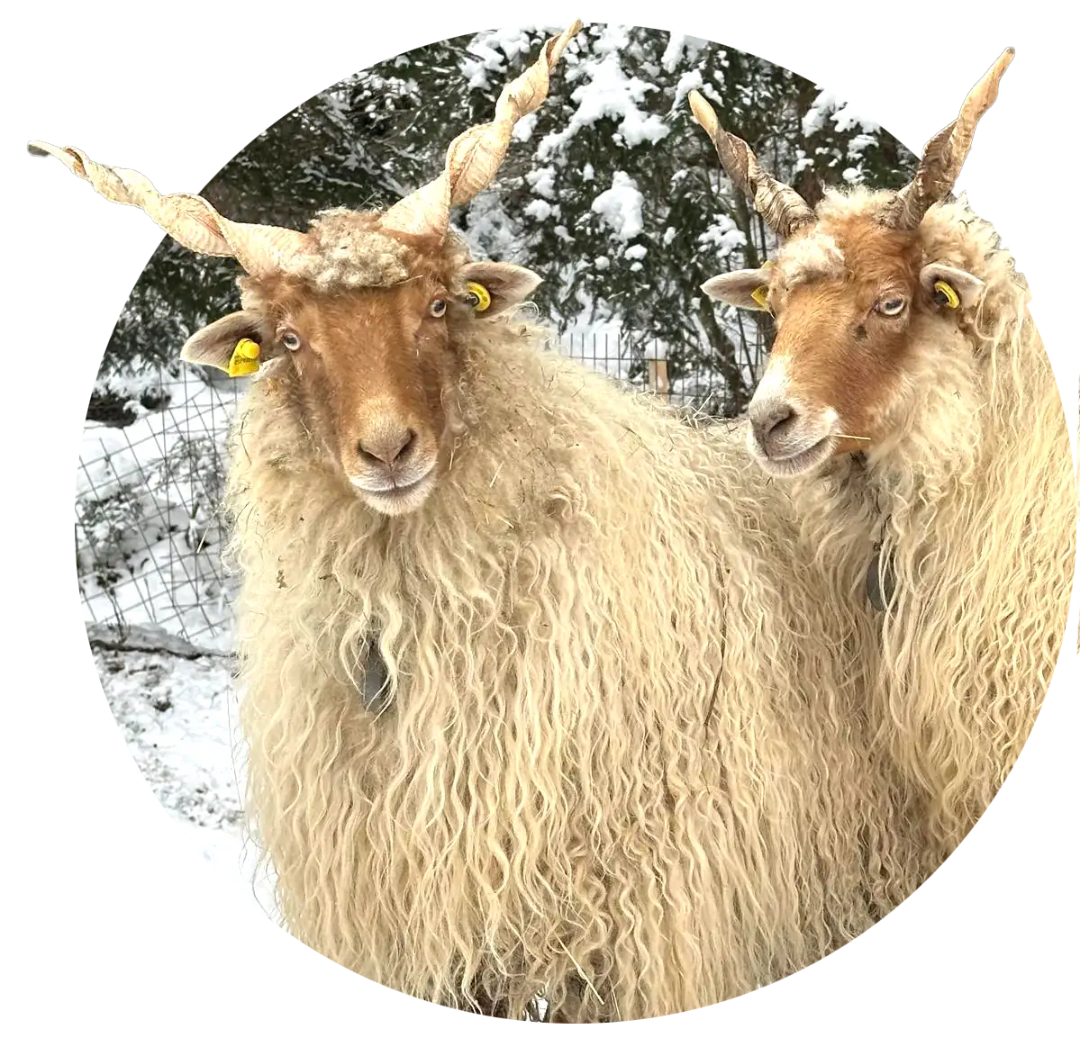 Zwei Zackelschafe mit gedrehten Hörnern und langem, lockigem Wollkleid stehen vor verschneiten Bäumen.