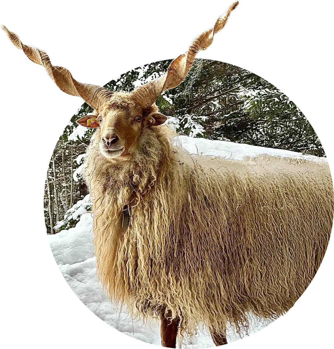 Zackelschaf mit langen, spiralförmigen Hörnern und dichtem, gelocktem Wollfell im verschneiten Wald.