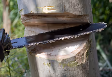 Motorsäge schneidet in den Stamm eines Baumes im Freien.