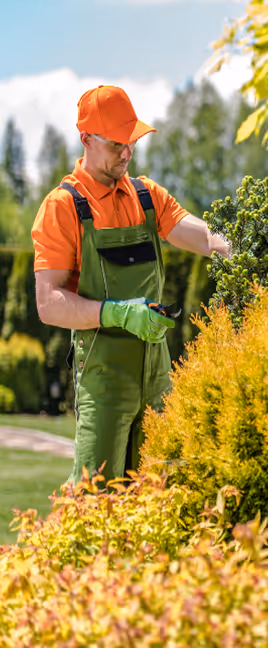 Mann in oranger Mütze, orangenem Hemd und grüner Arbeitslatzhose schneidet Büsche in einem Garten.