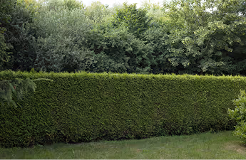 Dichte grüne Hecke vor einem Waldstück mit verschiedenen Bäumen im Hintergrund.