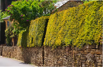 Hohe, dichte Hecke aus grünen und gelben Blättern entlang einer Steinmauer an einer Straße.