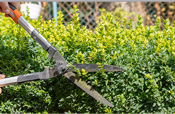 Person schneidet grünen Strauch mit Heckenschere im Garten.