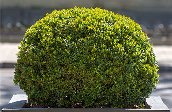 Rund geschnittener, dichter grüner Buchsbaum in einem grauen Pflanzkasten.