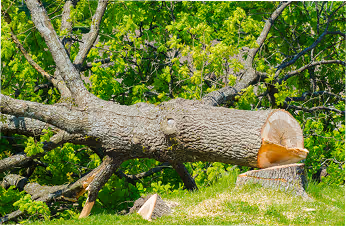 Gefällter Baumstamm liegt auf grünem Gras in einem Wald mit dichtem Laub.