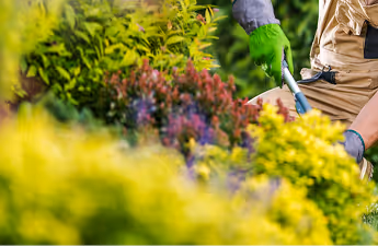 Gärtner mit grünen Handschuhen, der Pflanzen in einem Garten pflegt.