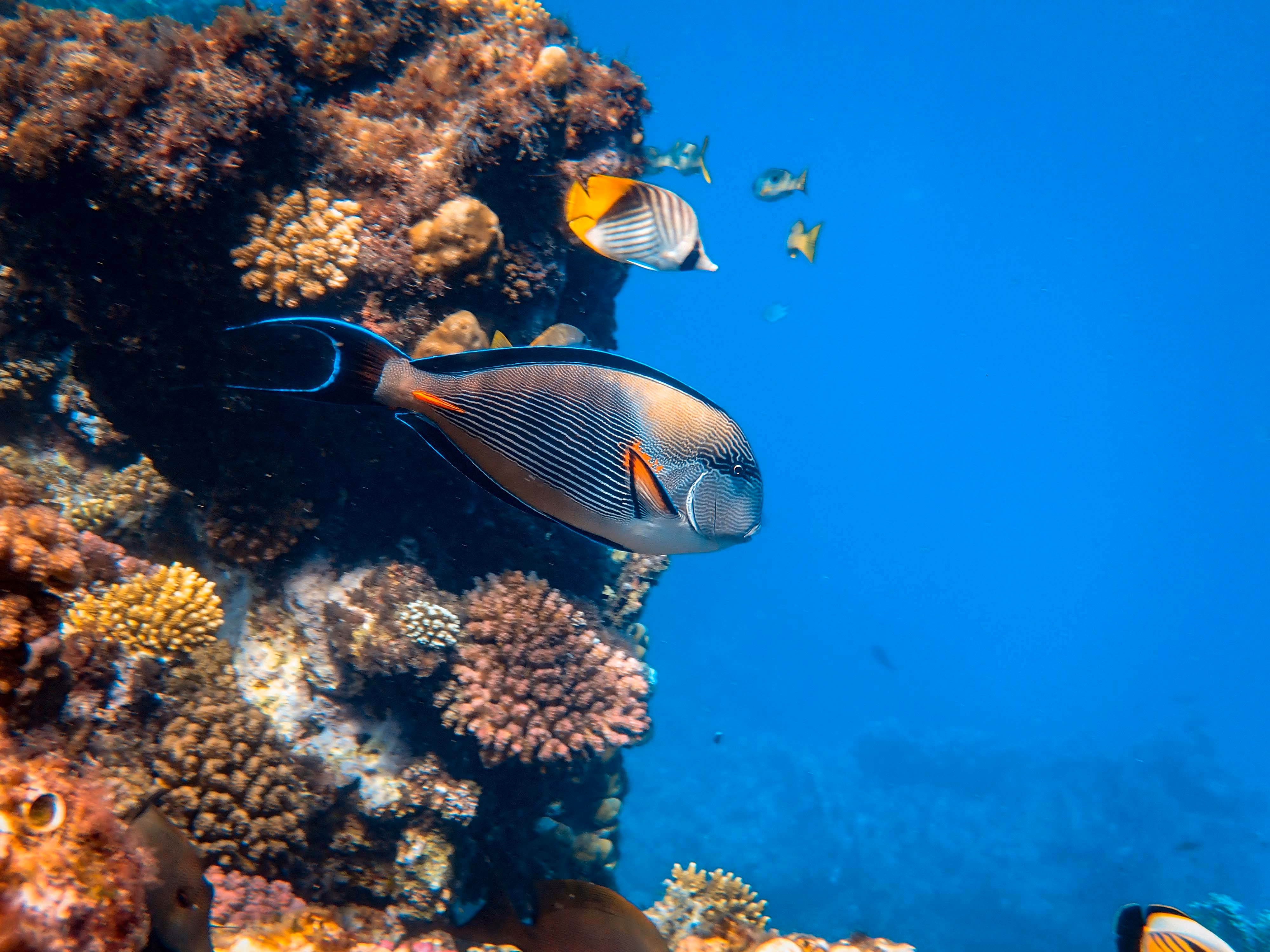 Duiker stapt in vliegtuig na duik, aandacht voor veilige interval en decompressierisico’s