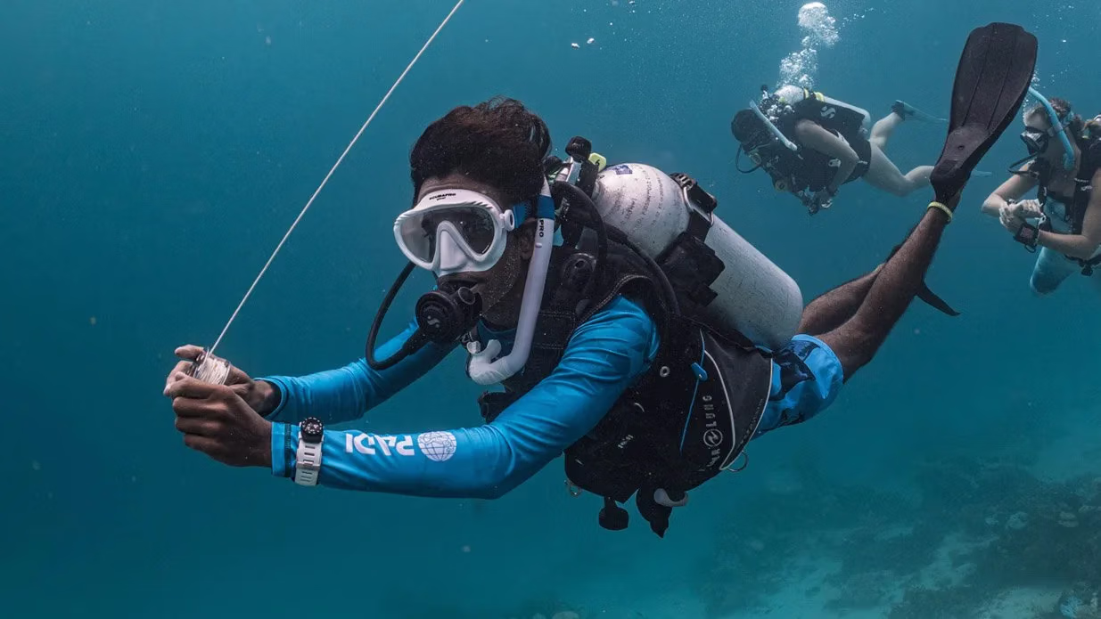 Duiker die met vloed duikt