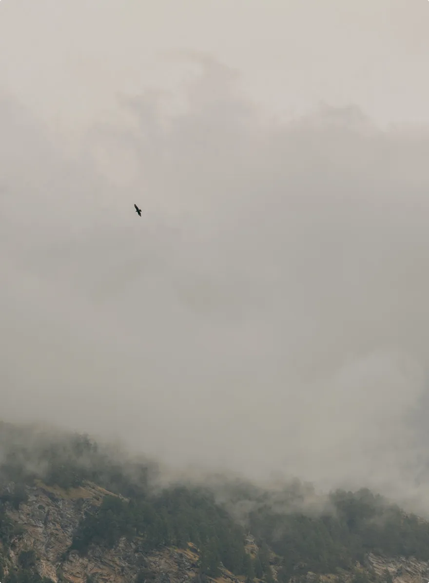 A solitary bird flying above mist-covered forested mountains under a cloudy sky.