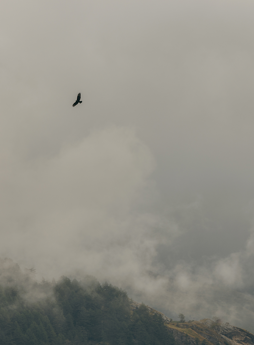 Large bird soaring over misty forest-covered mountains under a cloudy sky.