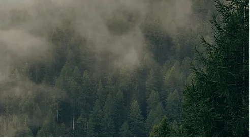 Fog drifting over a dense forest of tall pine trees.
