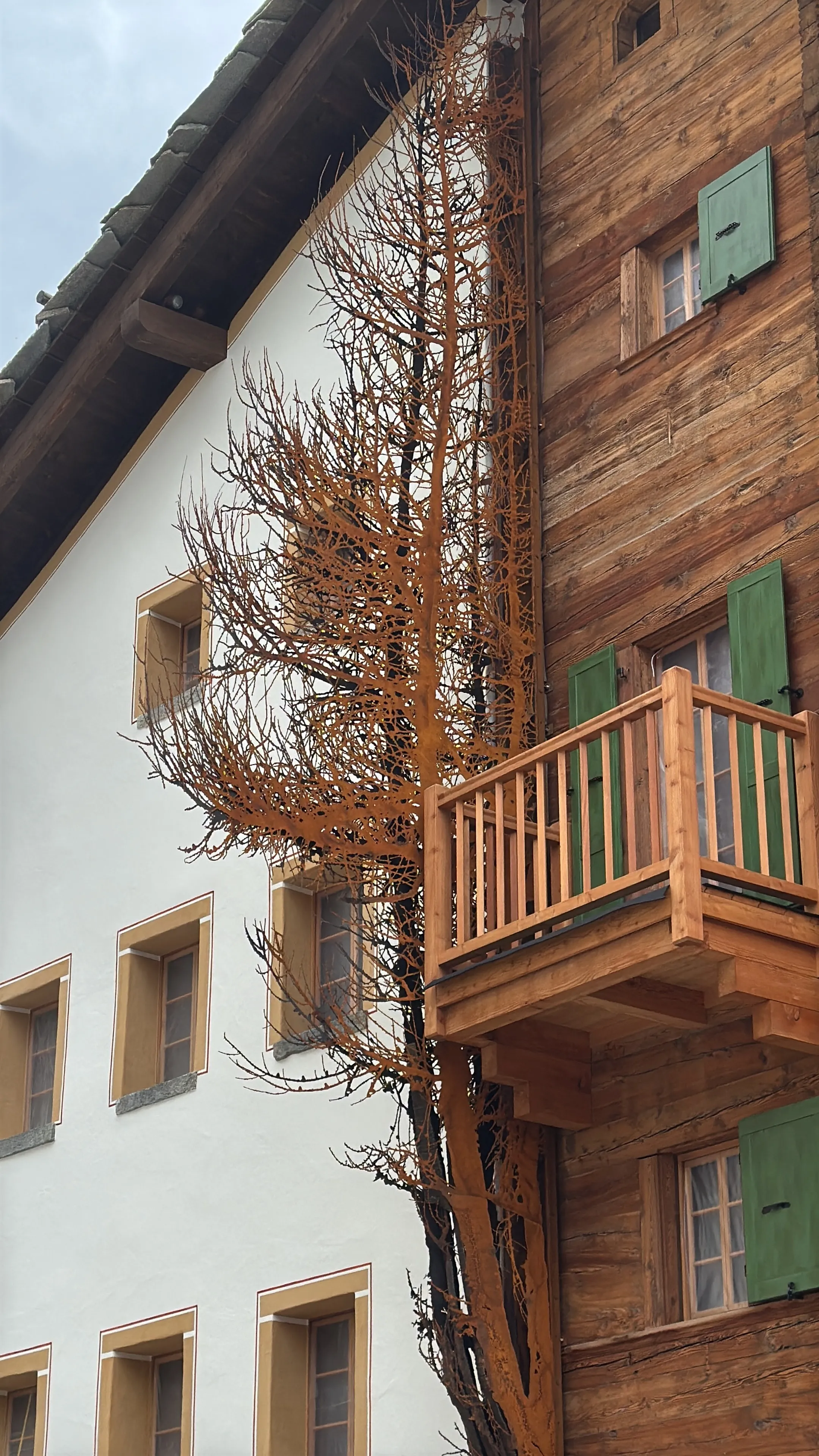 Bare tree with orange bark growing between a white and a wooden building with green window shutters.