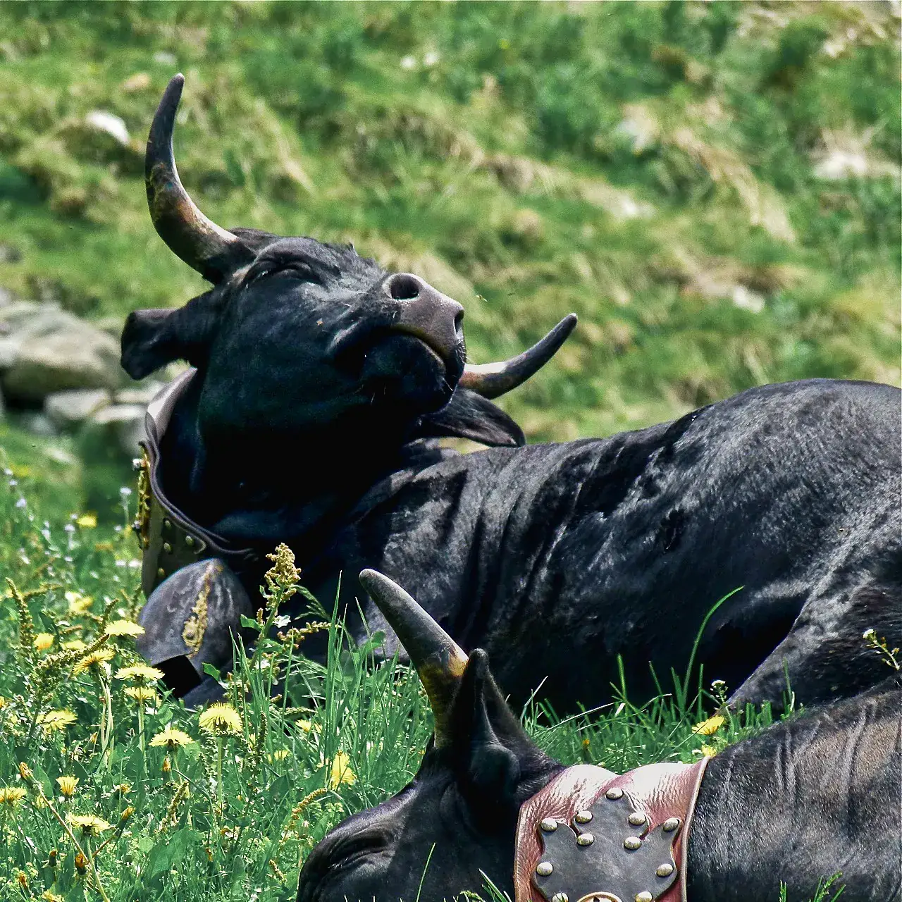 Black bull with curved horns and a bell collar resting in a flowering meadow