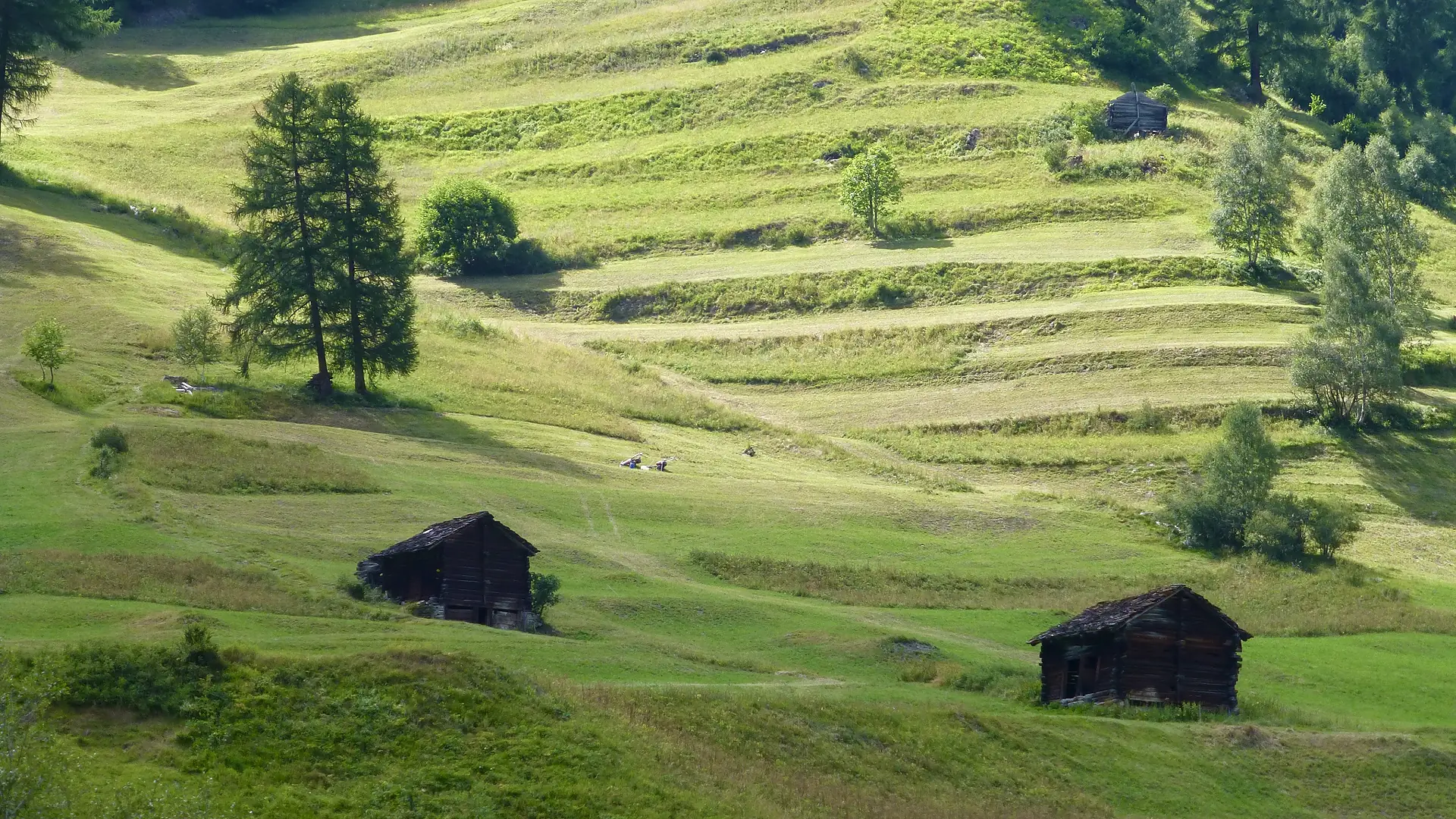 Old wooden barns scattered across sunlit terraced meadows with larch trees on an Alpine hillside
