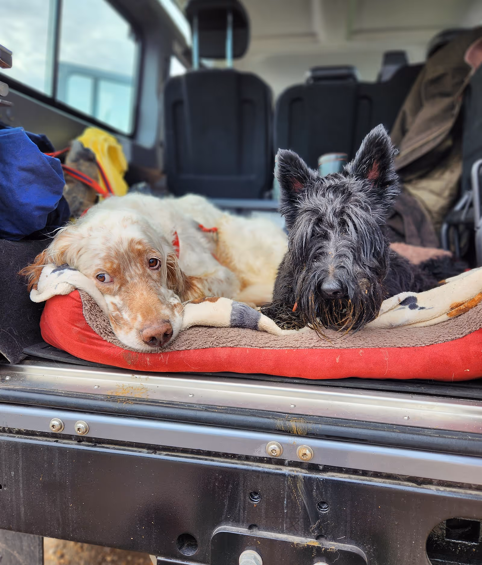 Two dogs resting on a red dog bed in the back of a vehicle, one white with spots and one black with fluffy fur.
