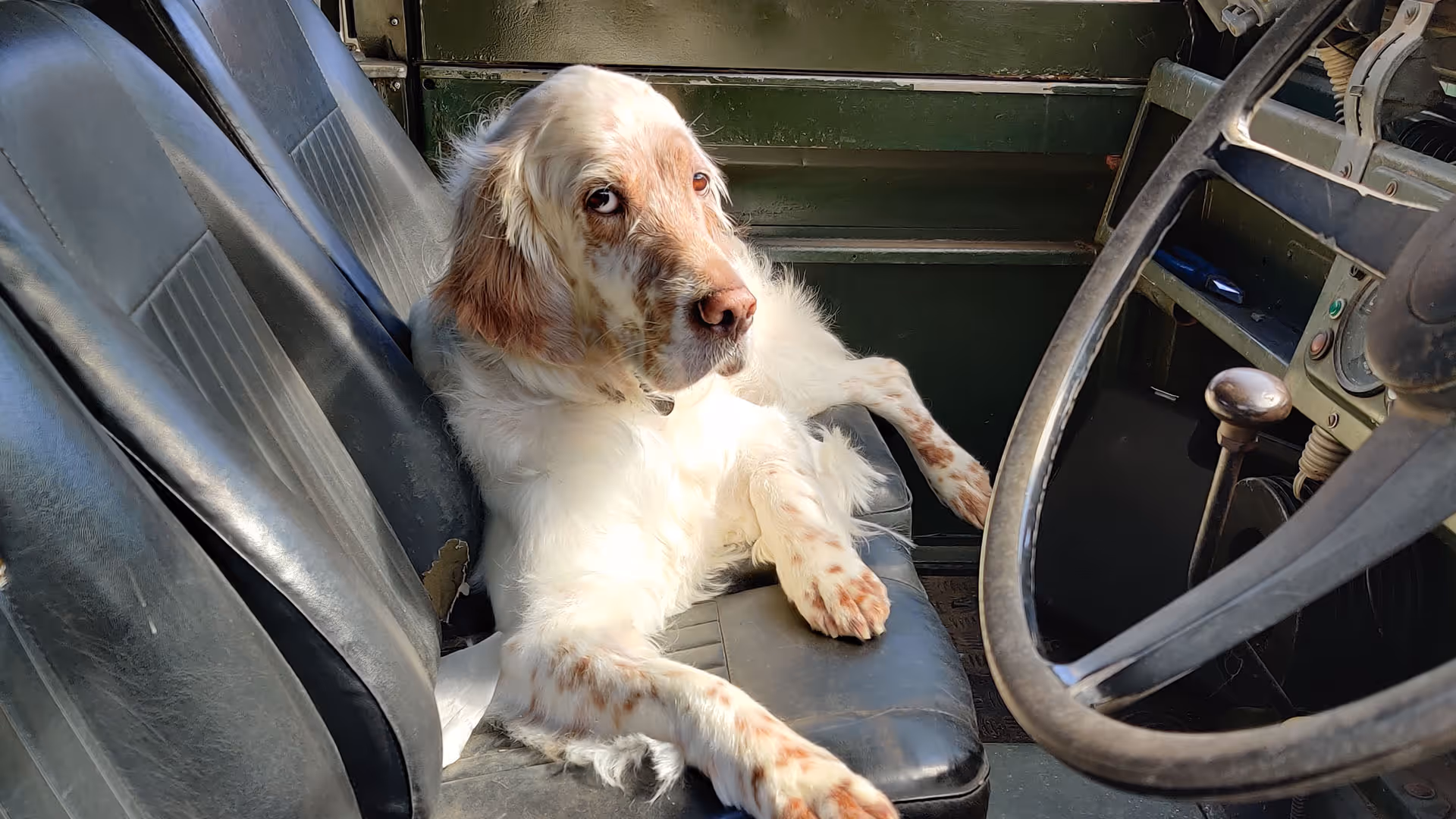 White and brown spotted dog lying on a black leather car seat next to the steering wheel.
