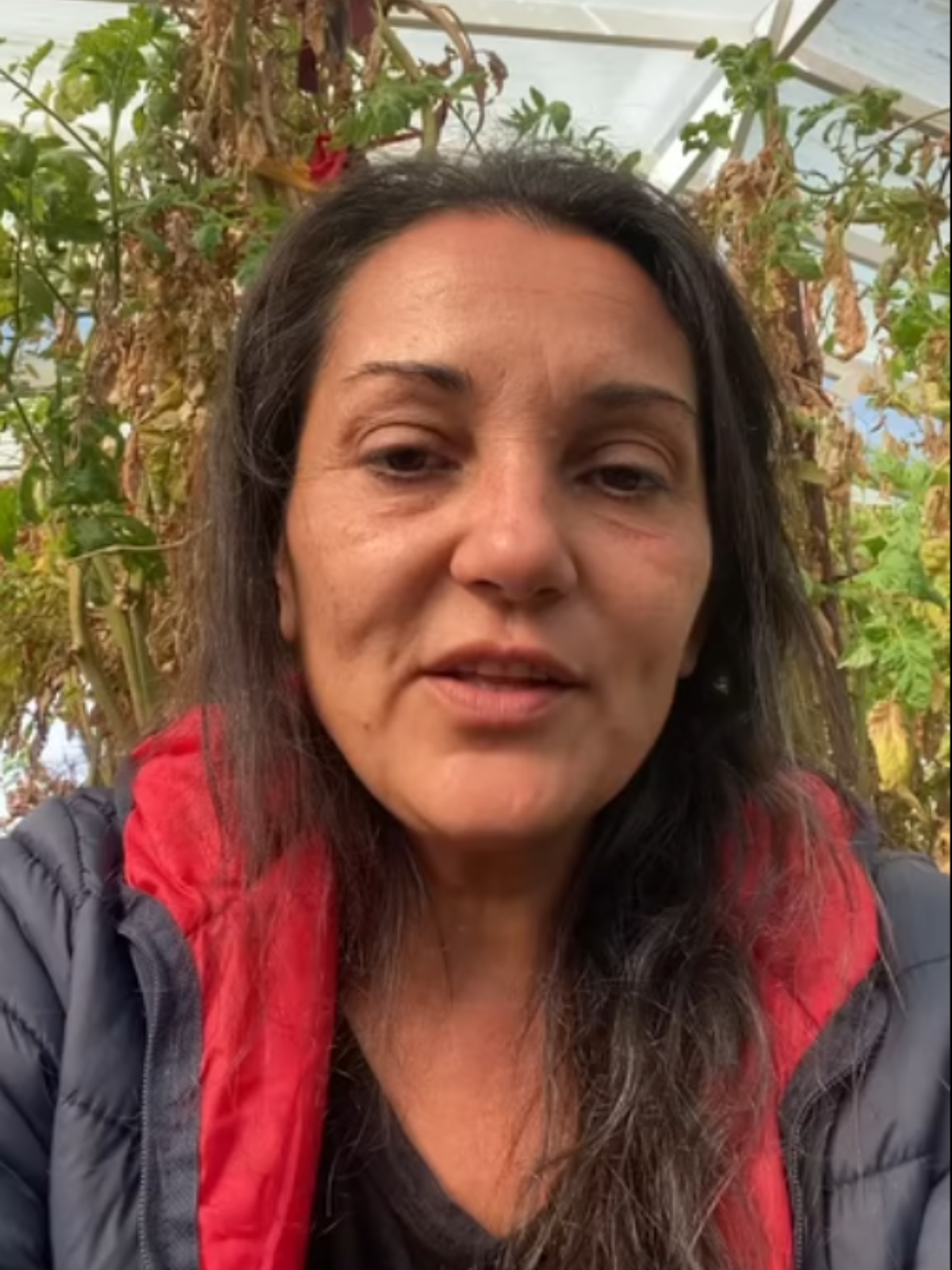 Кристина Ангеловата стои пред високи доматени растения в парник