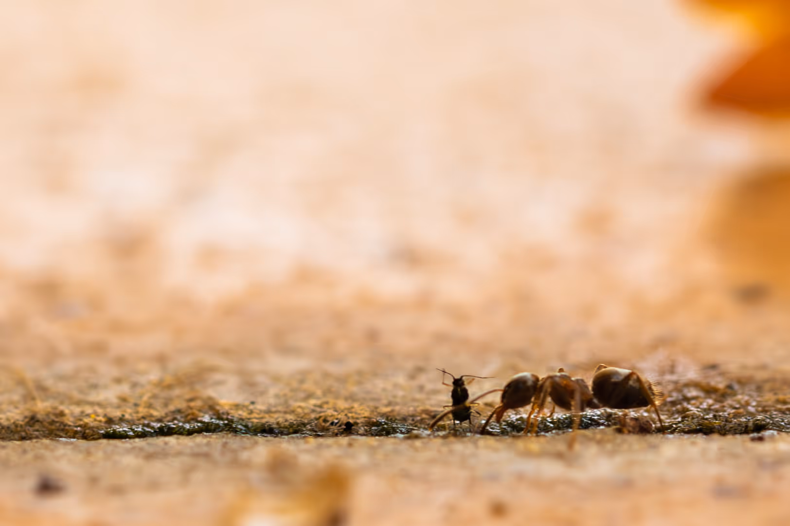 Nahaufnahme einer Ameise, die auf einer sandigen Oberfläche neben einem kleinen schwarzen Insekt steht.