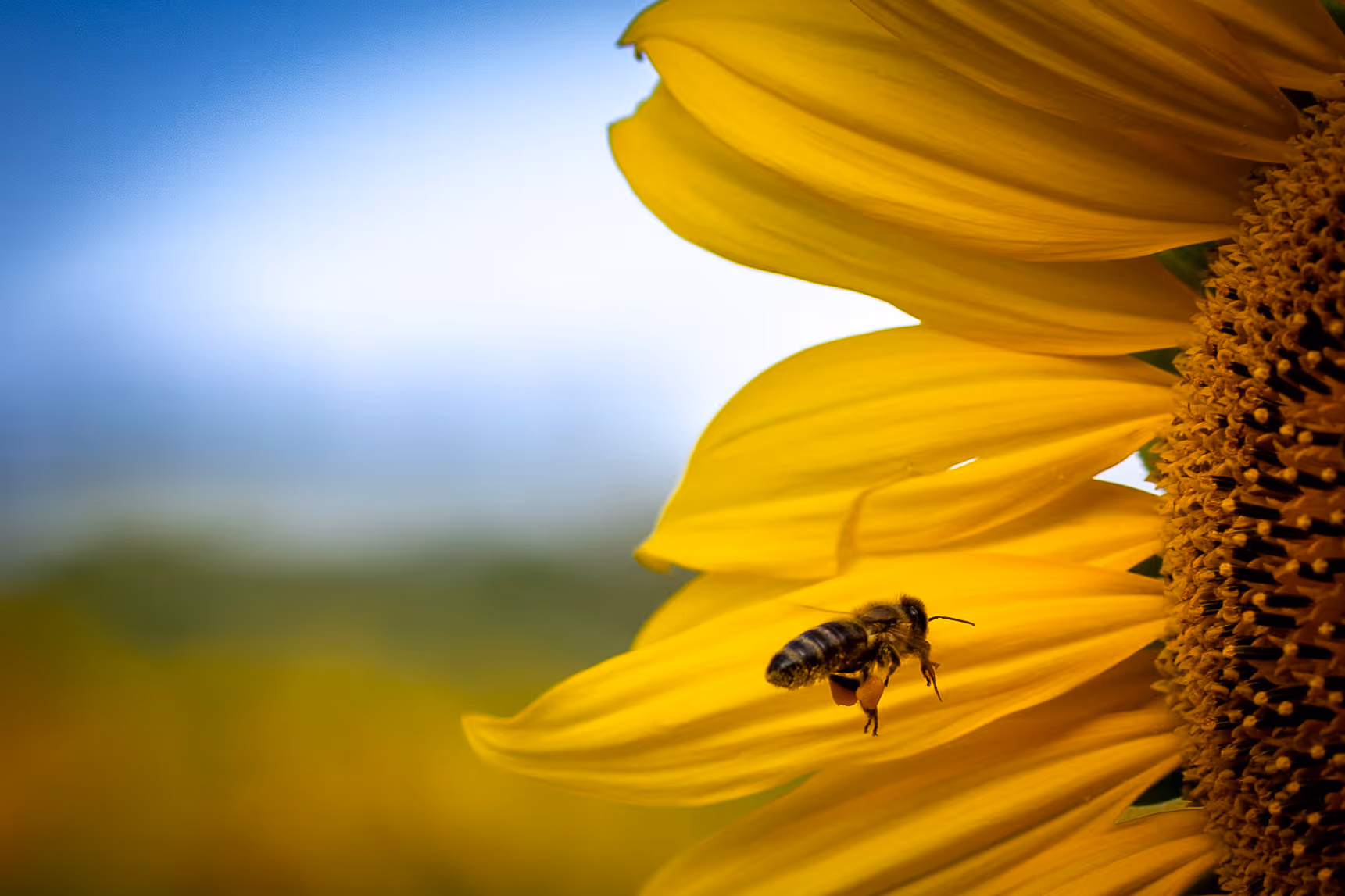 Biene fliegt zu gelben Sonnenblumenblüten mit verschwommenem blau-grünem Hintergrund.