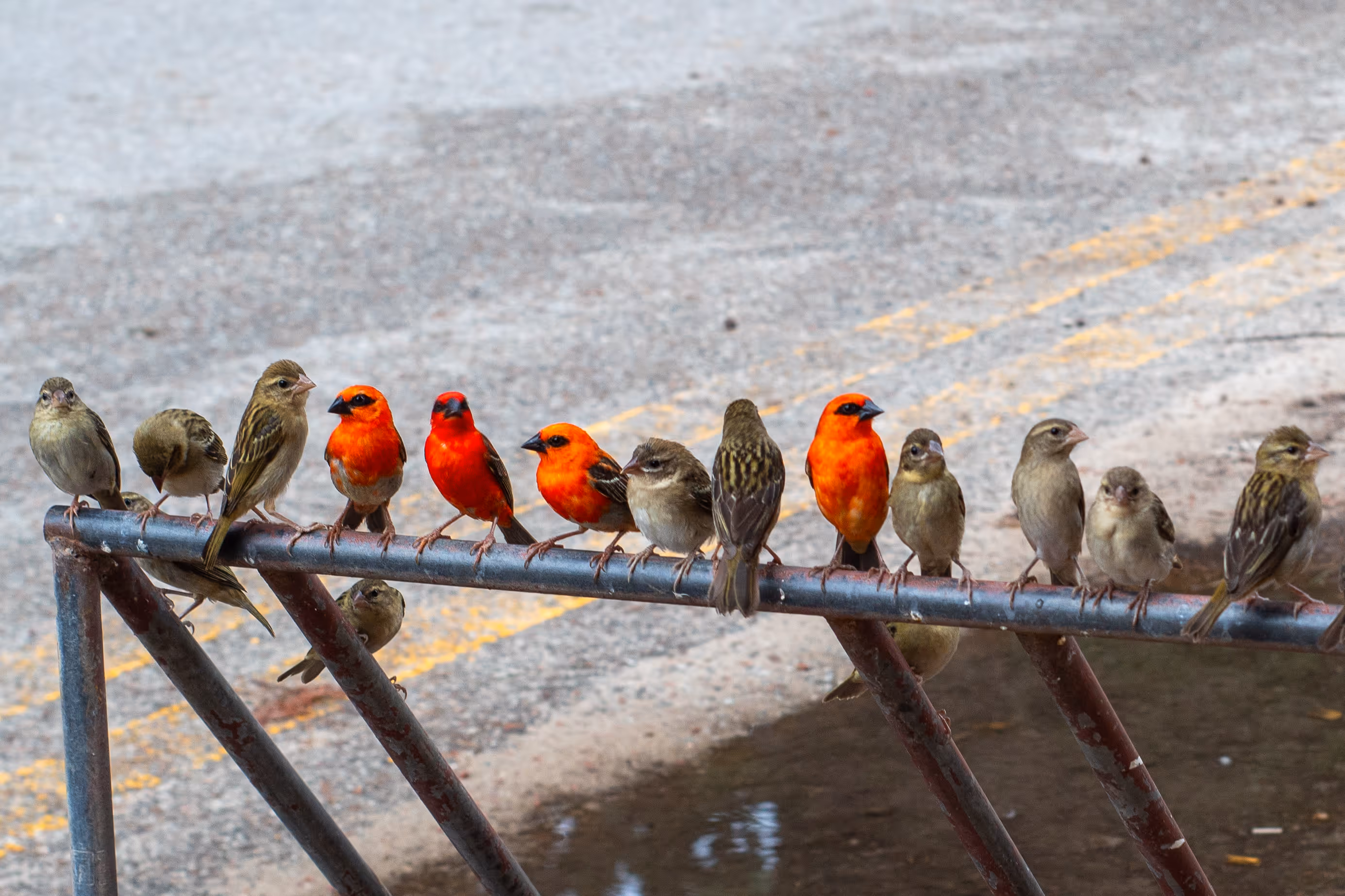 Mehrere kleine Vogelarten sitzen nebeneinander auf einem Metallgeländer, einige mit leuchtend orange-rotem Gefieder.